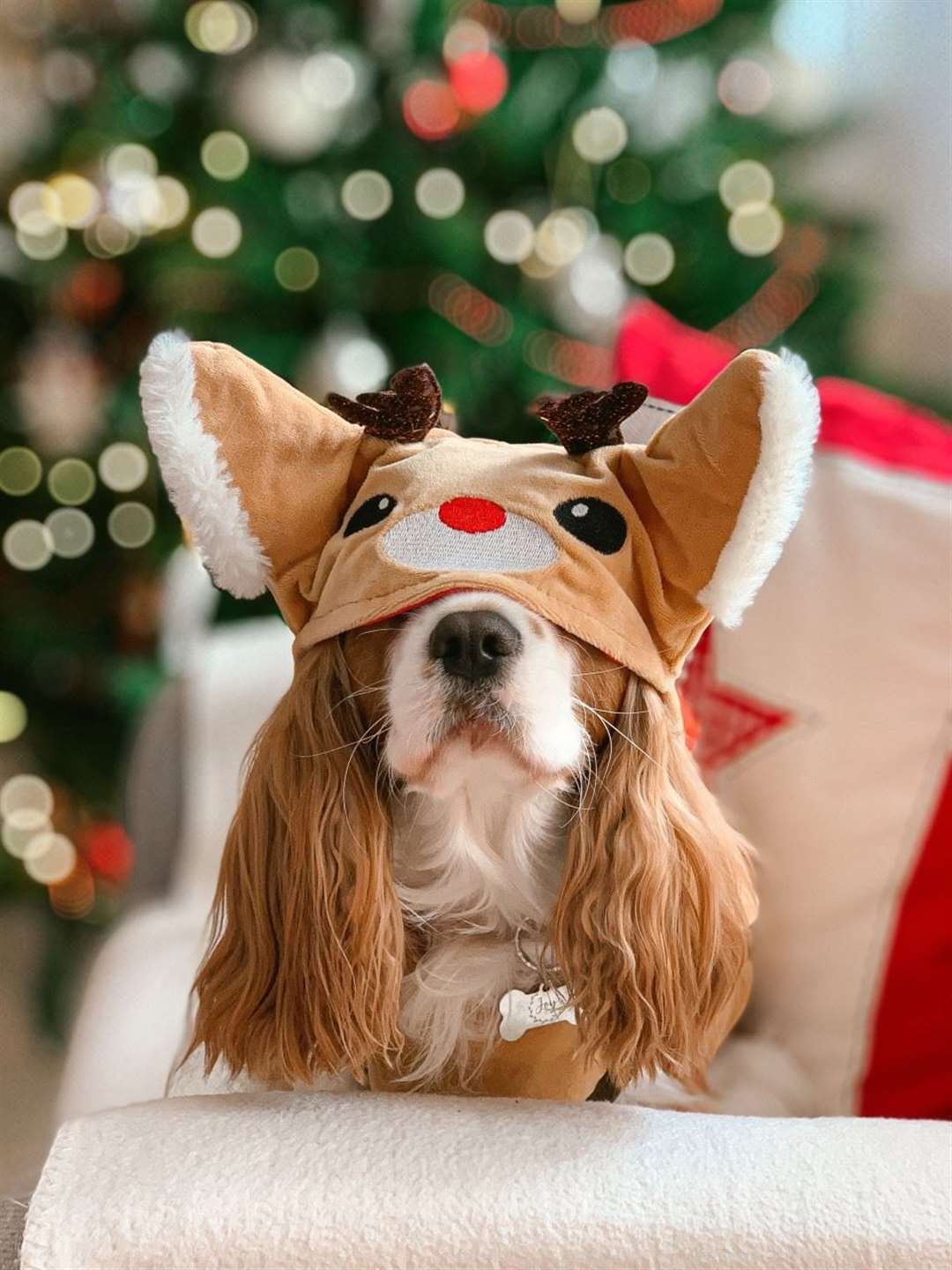 Many dogs do not actually enjoy wearing jumpers. Stock Image