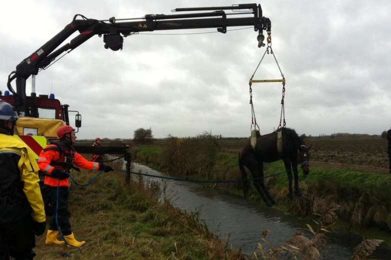 The horse is rescued from the ditch.