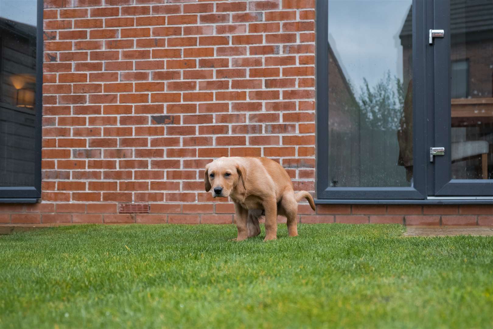 If your dog has worms they may look like grains of rice in their stool. Photo: istock/SolStock