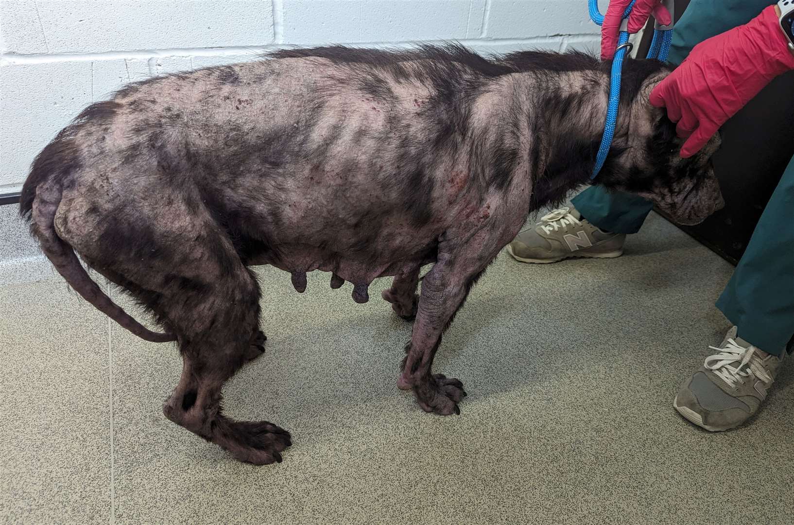 Poppy struggles to walk and is believed to have been used for breeding