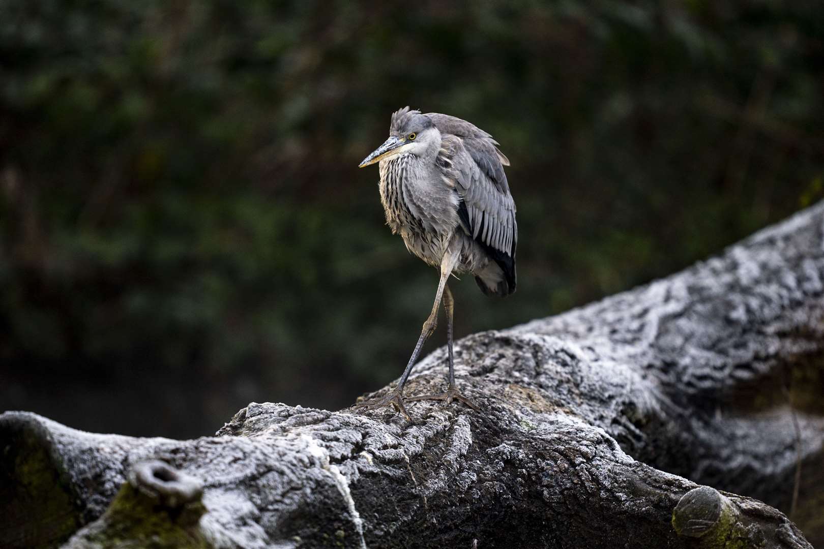 A grey heron treads carefully on an icy branch in Morden Hall Park in south London (Ben Whitley/PA)