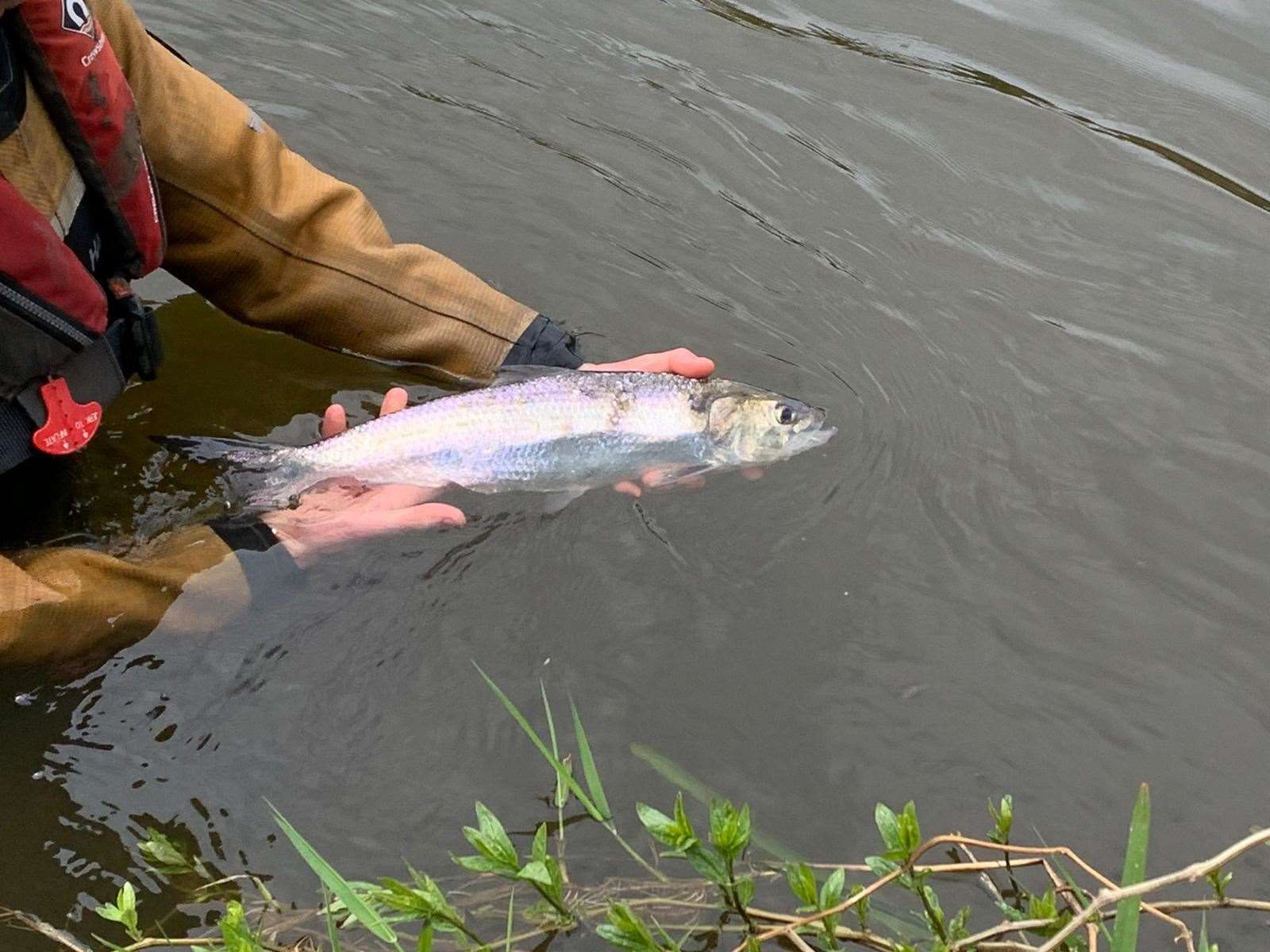 Twaite shad are released back into River Severn after being tagged with an acoustic device (Unlocking The Severn/PA)