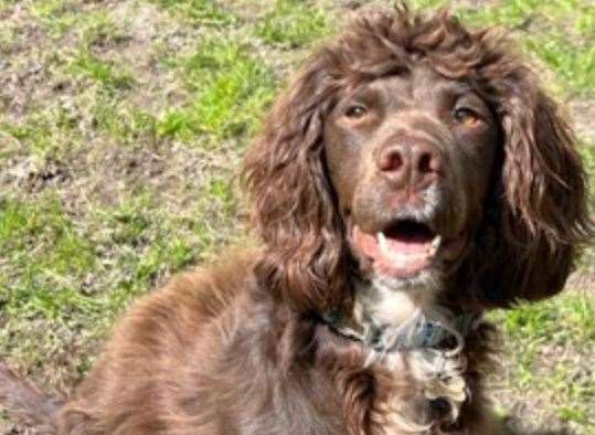 Gunner the spaniel. Picture: Last Chance Animal Rescue