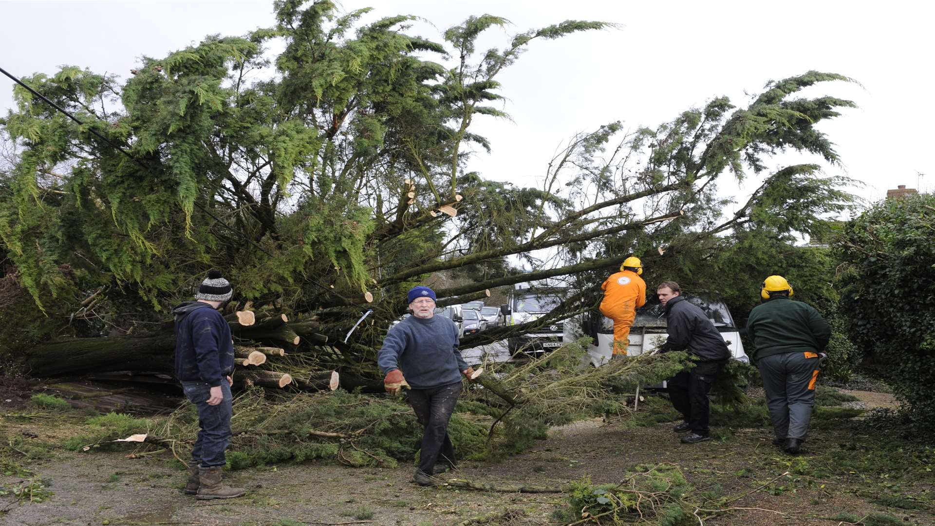 Tree surgeons attempt to move the tree