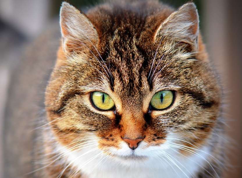 A cat was found dead and mutilated at a playground. stock image