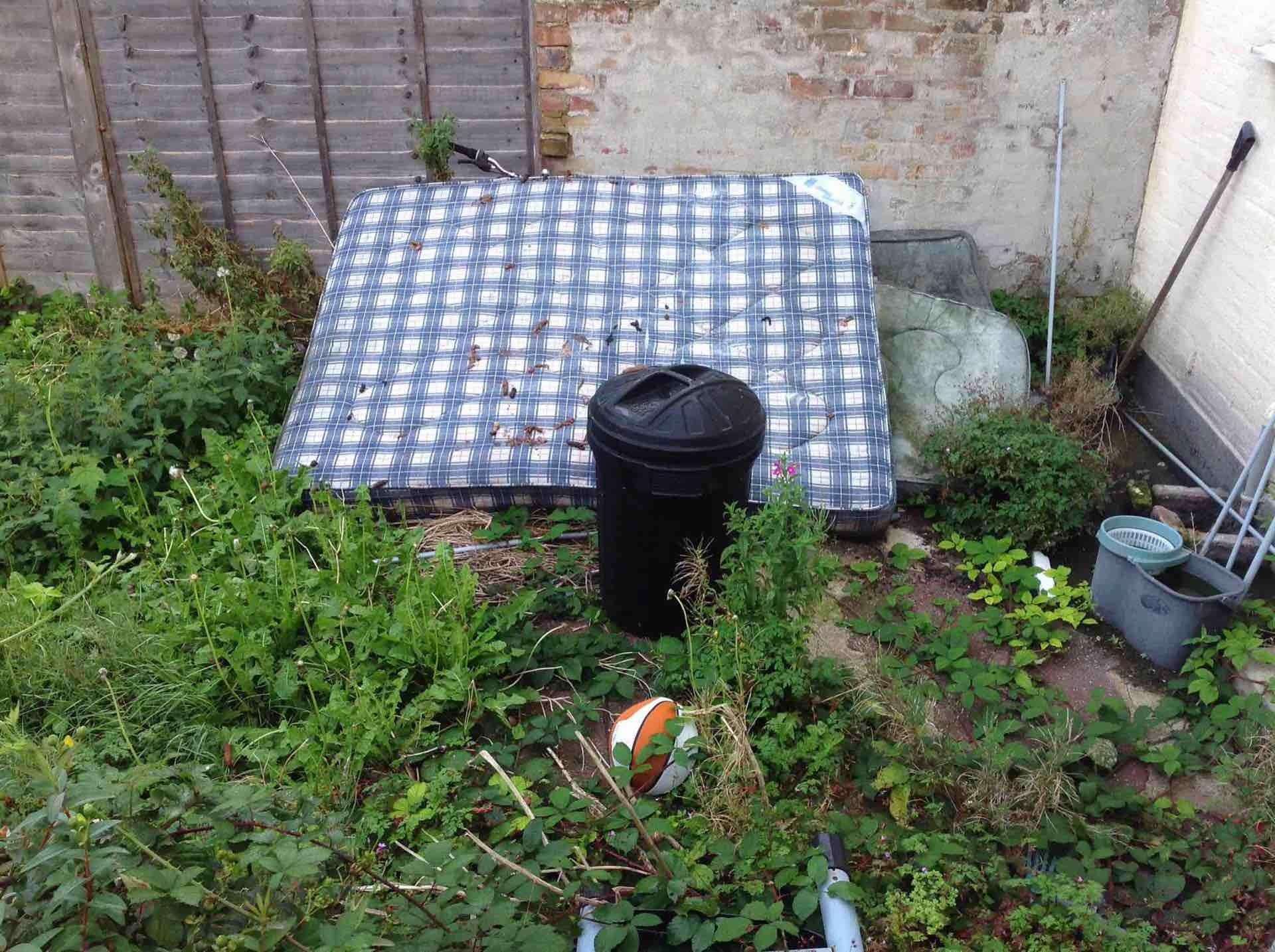 An extremely overgrown and untidy garden in Saint Leonards Avenue, Chatham (2875414)