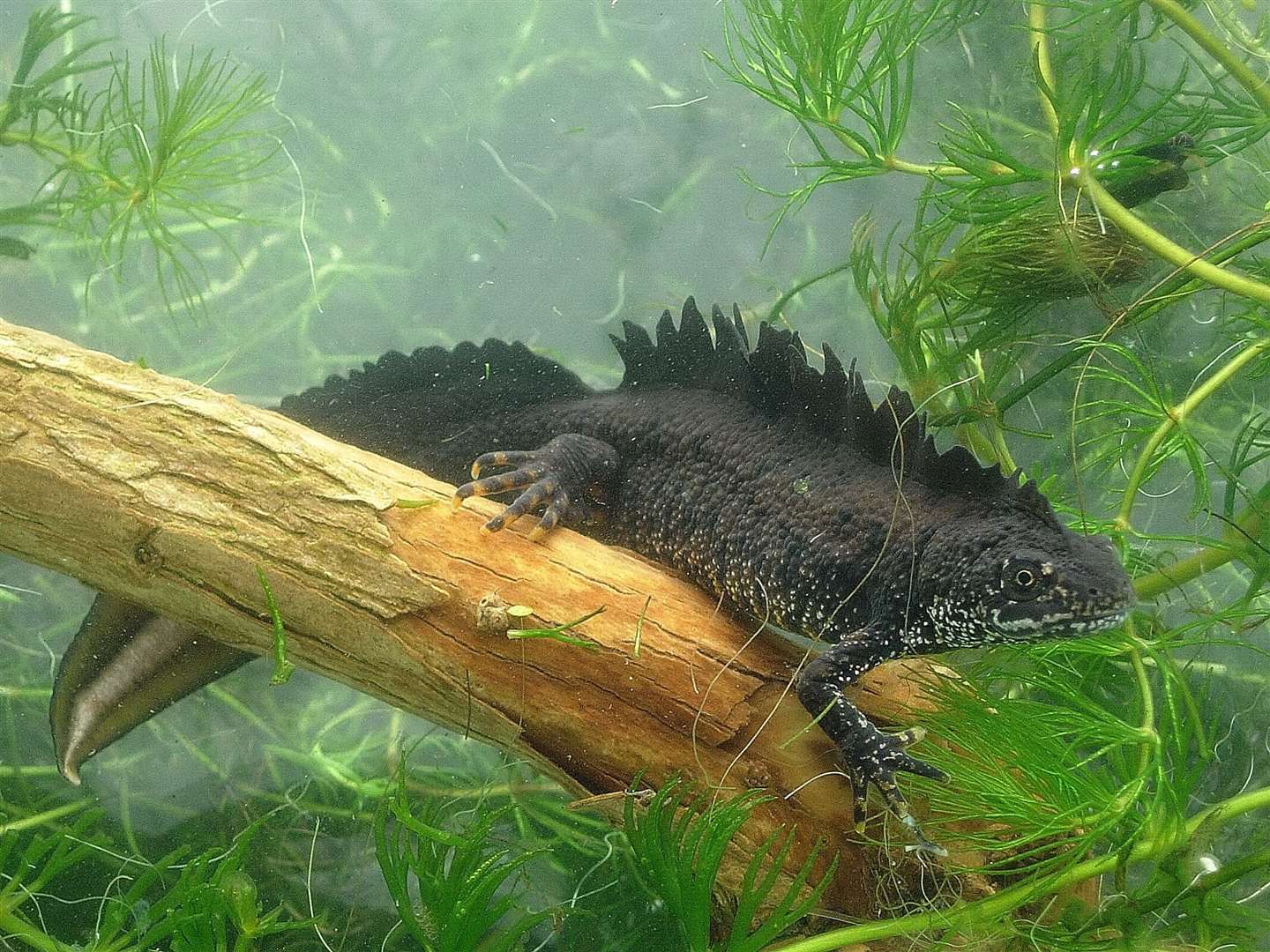 Great crested newts are protected but have seen dramatic declines in populations (James Grundy/PA)