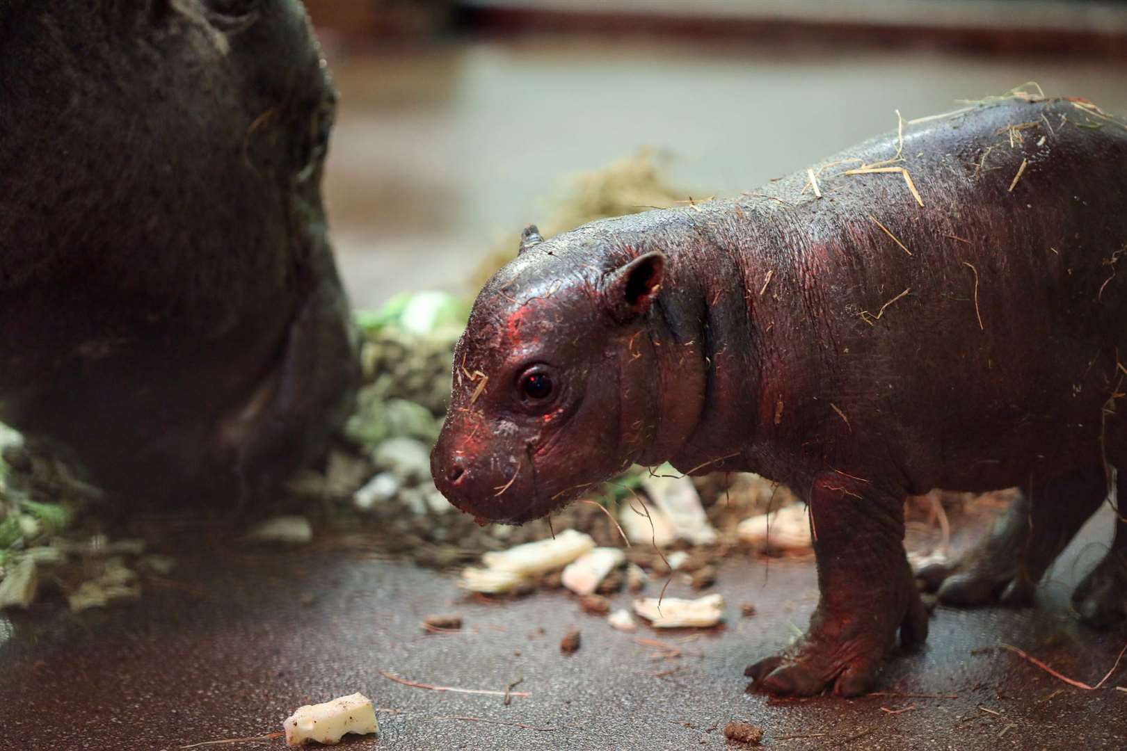 The calf was born on April 17 (RZSS Media/PA)