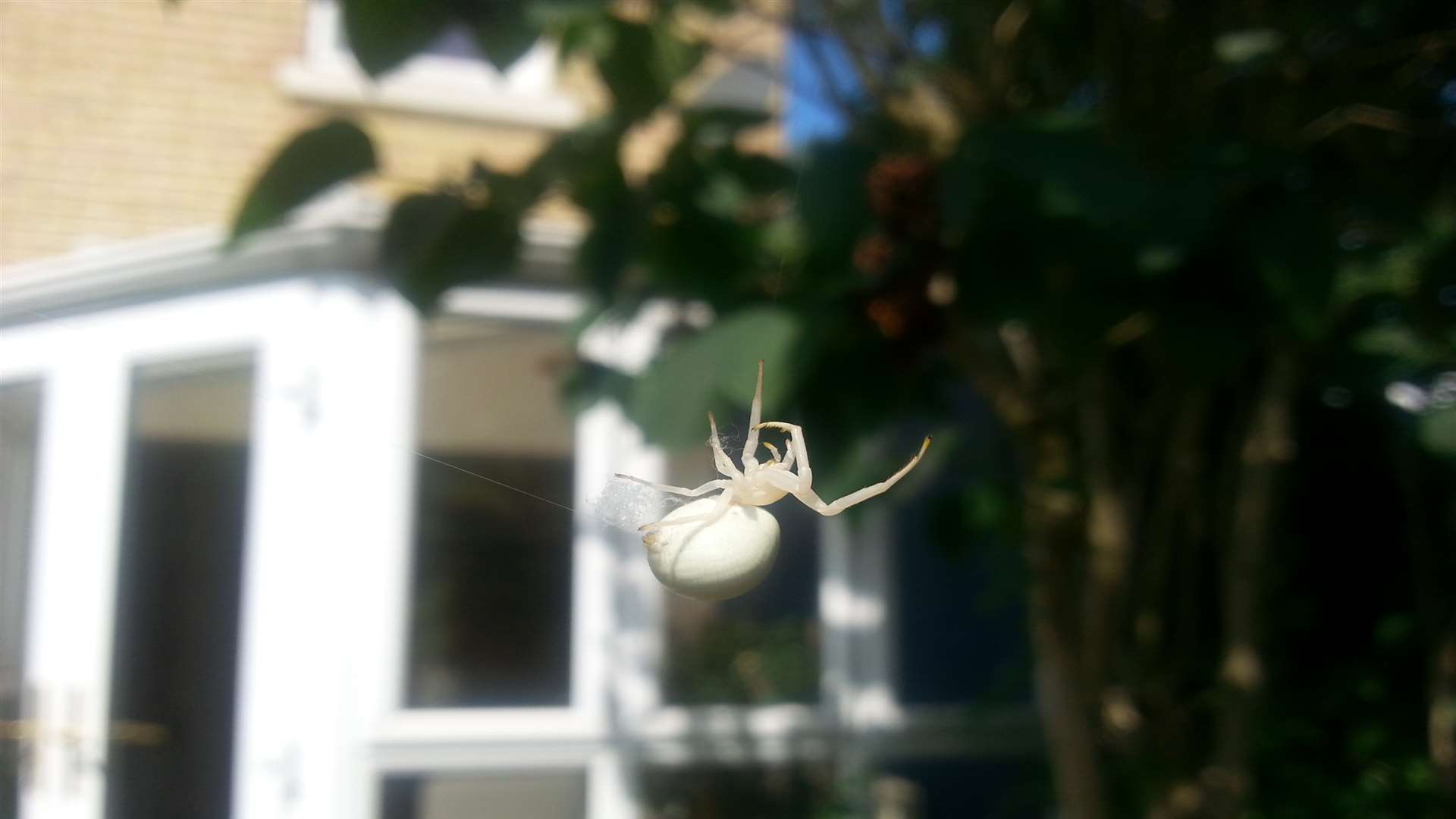 Eine Albino-Spinne in Barming, Maidstone