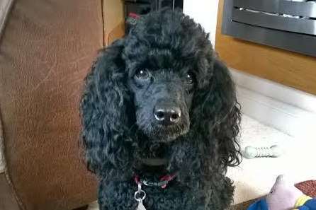 Phoebe the poodle was put down following the bull mastiff attack