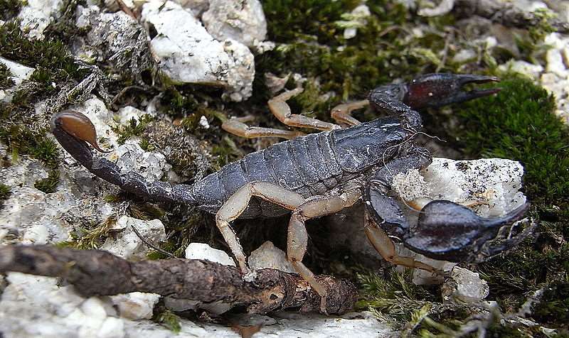 Yellow tailed scorpion