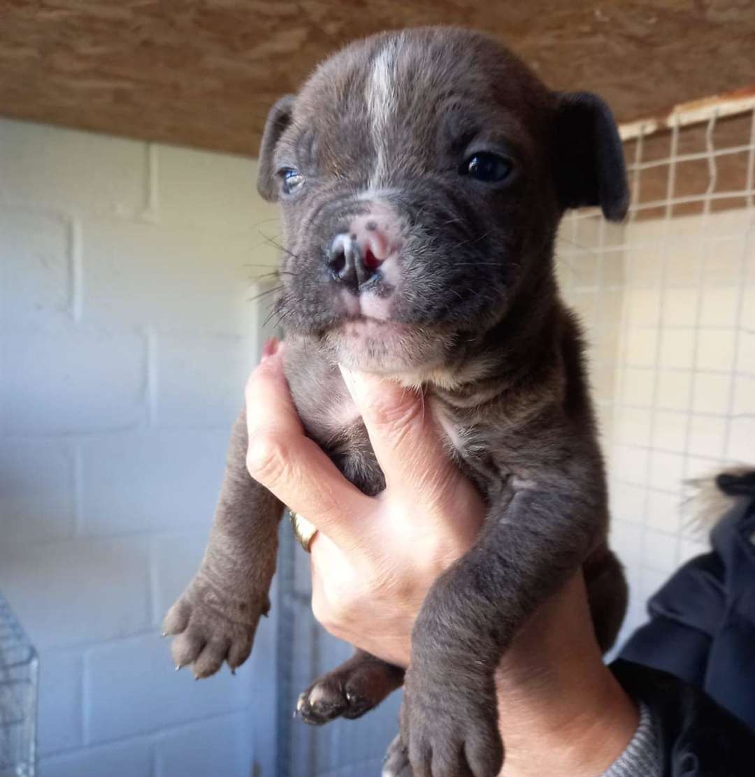 Starving dogs rescued from Canterbury house go through incredible ...