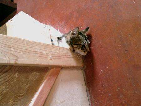 Sonic the cat trapped in stairs in Ashford