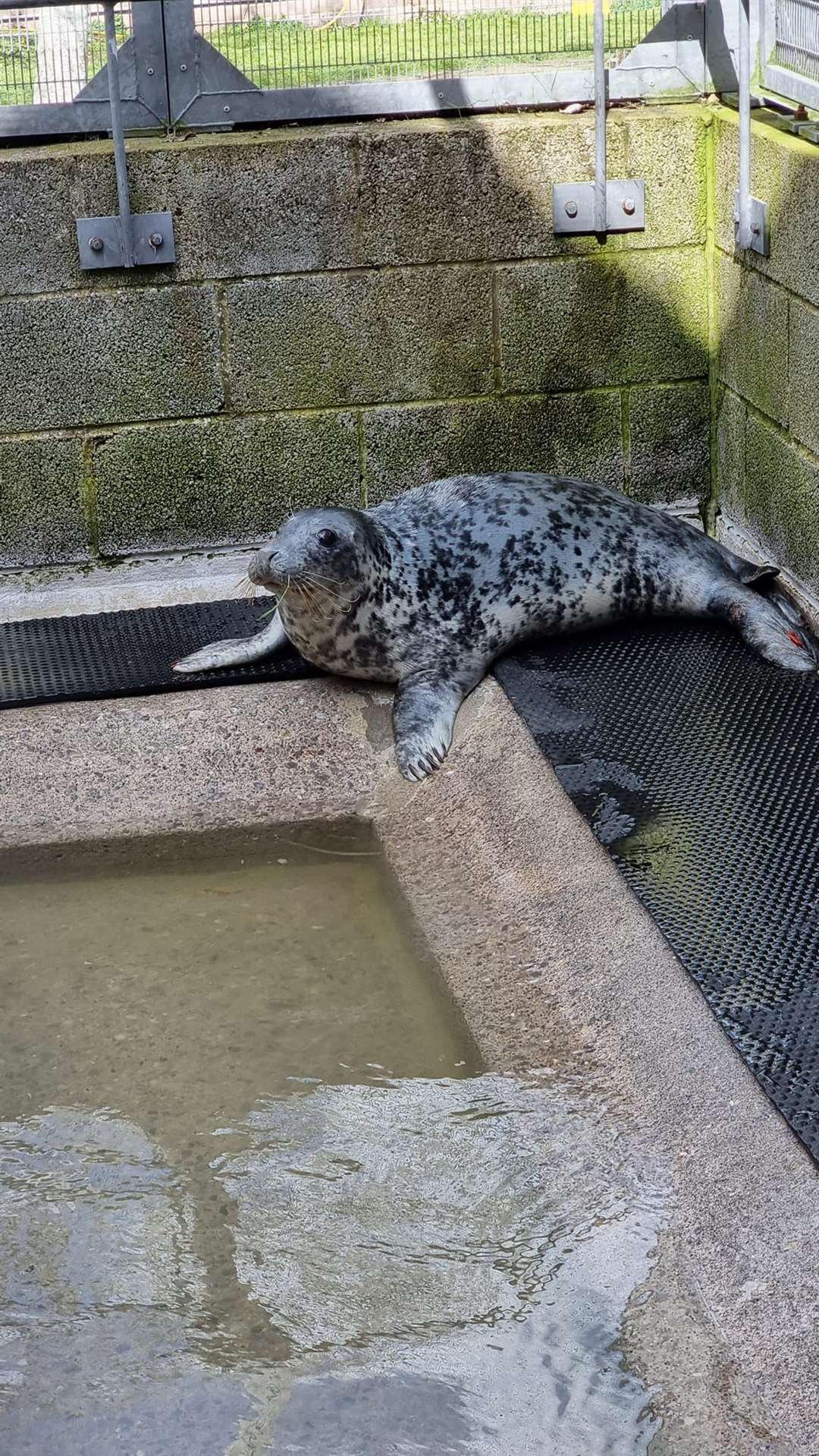 Spearmint the seal in the care of RSPCA West Hatch (Rame Wildlife Rescue Network/PA)