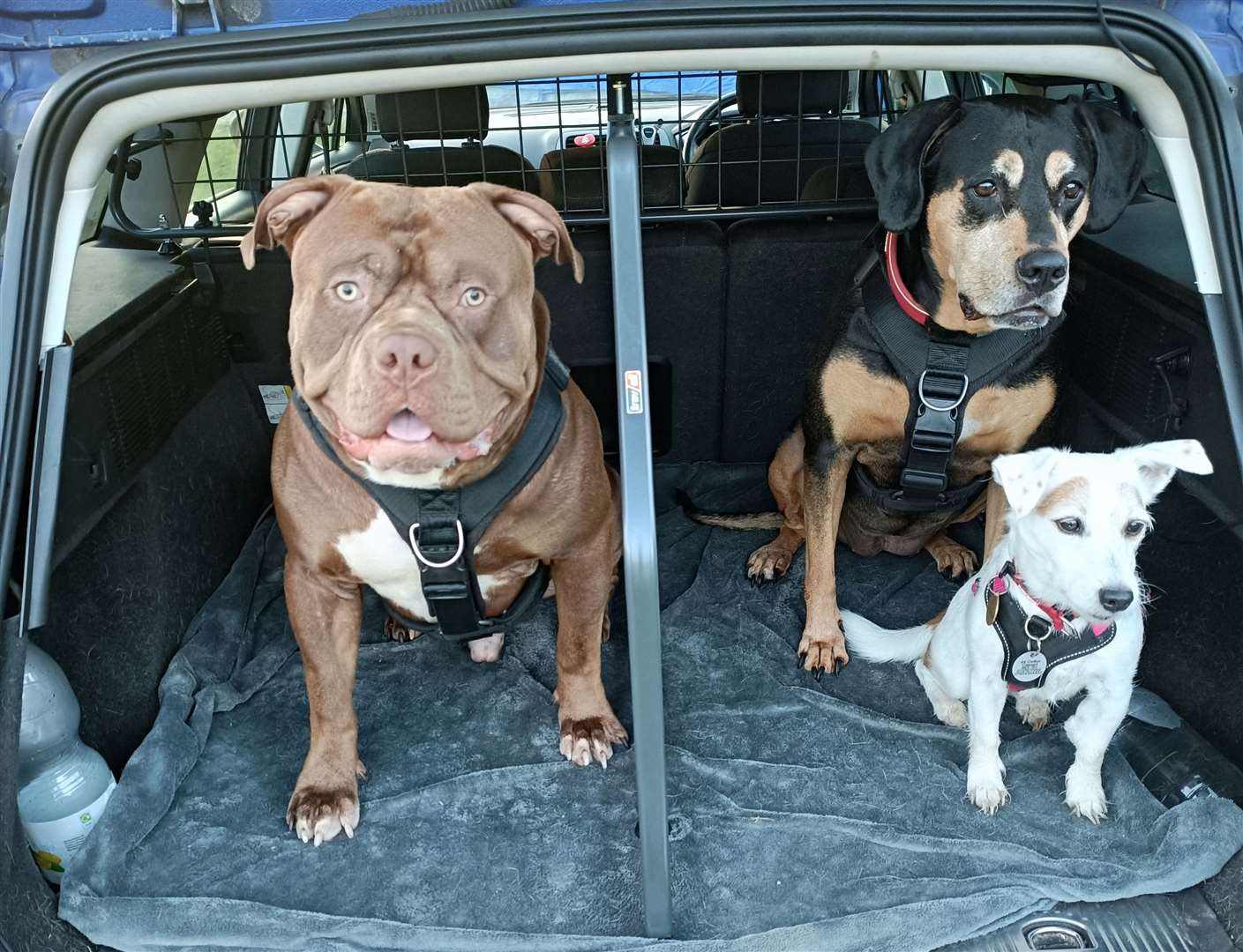 XL bully Colin with his sisters Bella and Sydney. Picture: Stephanie Vine