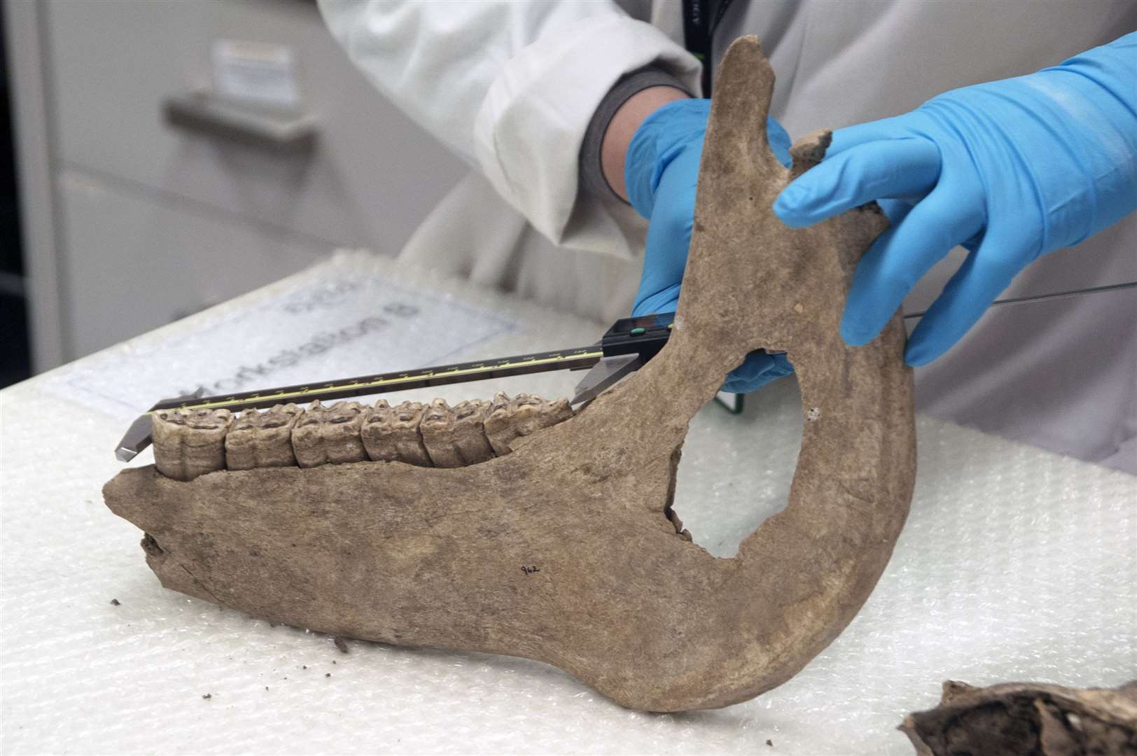 A researcher measures a leg joint in a medieval equine skeleton (University of Exeter/PA)