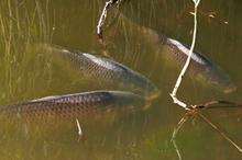 Fish die in lake at Hythe