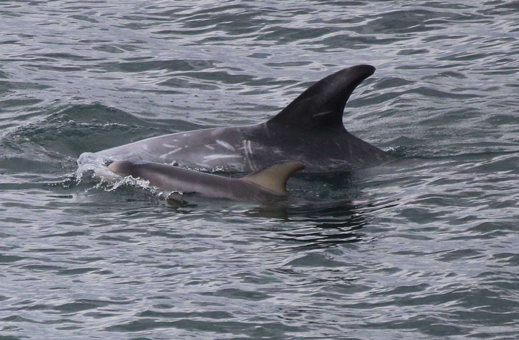 Risso’s dolphins photographed in Wales (Anne and George Boyer/PA)