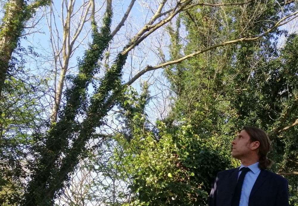 Cllr Tony Harwood looking up at some of the trees at the Invicta Park Barracks that he had hoped to save