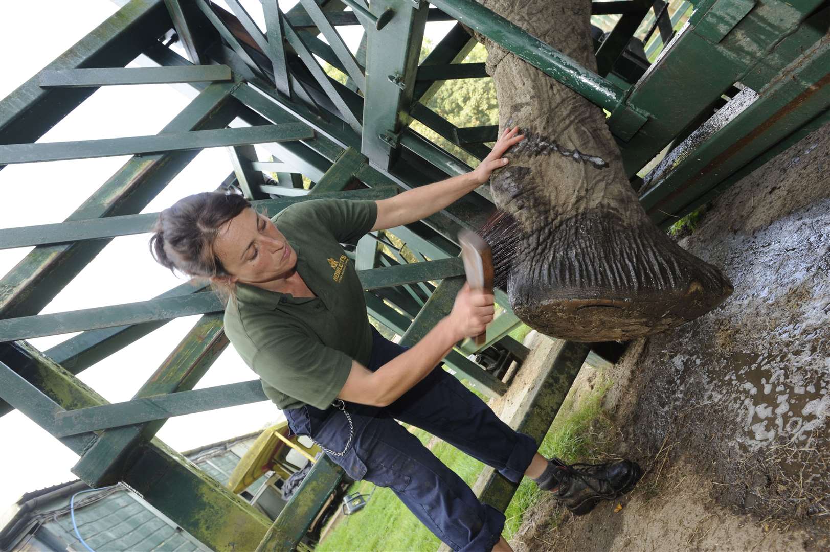 Keeper Line Monange cleans the feet of former resident, Jums, back in 2014