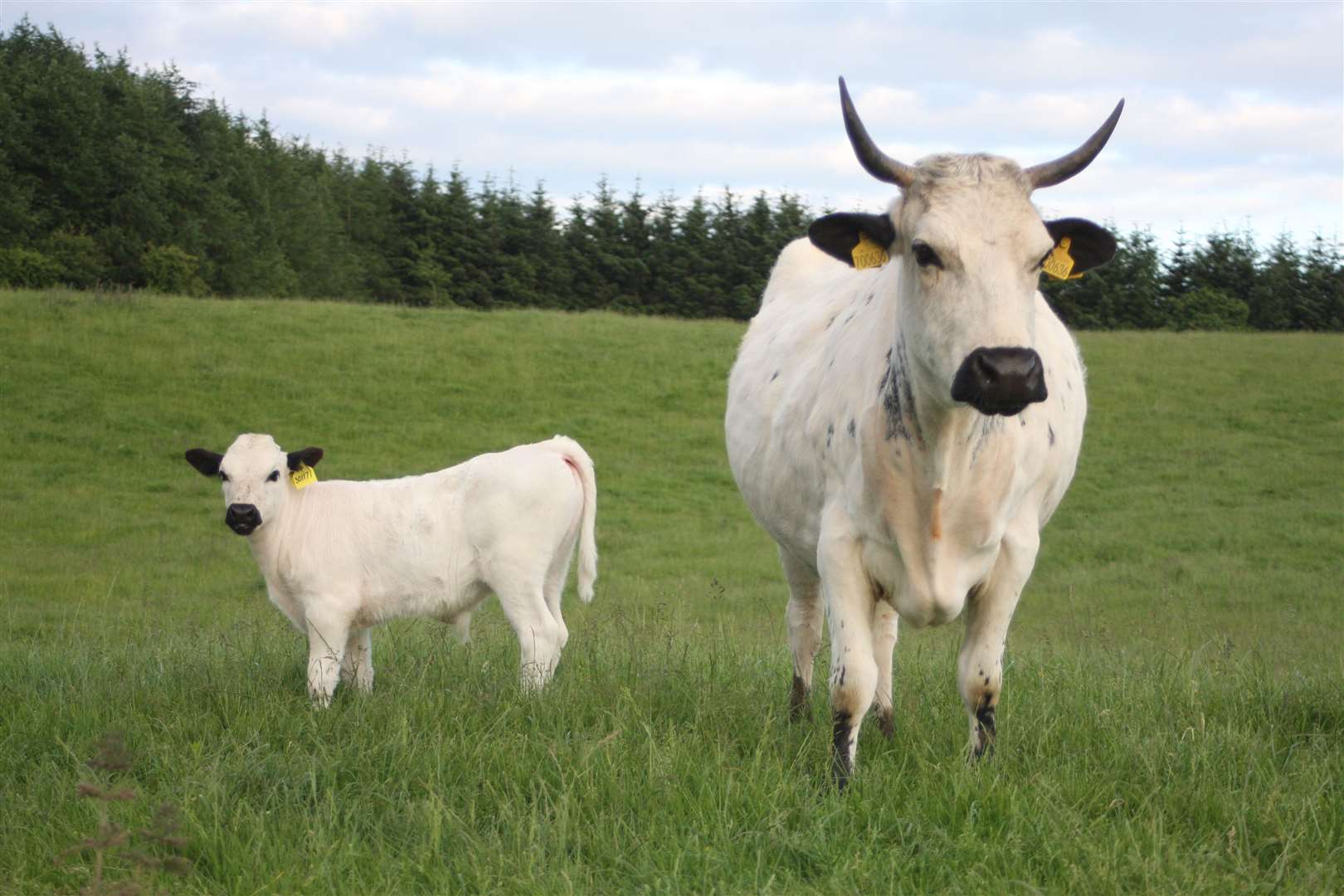 Vaynol cattle are one of the UK’s rarest breeds and are descended from ancient white cattle (RBST/PA)