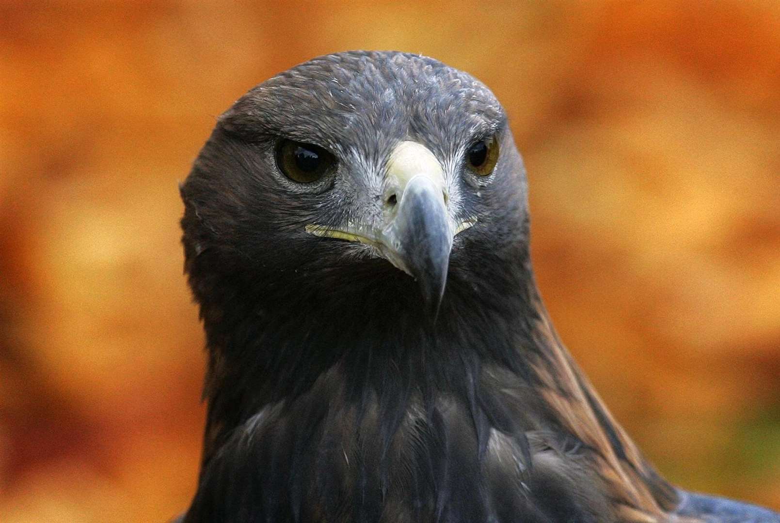 There are around 33 golden eagles in the south of Scotland (Andrew Milligan/PA)