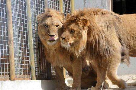 Clarence and Brutus, the two ex-circus lions at Wingham Wildlife Park