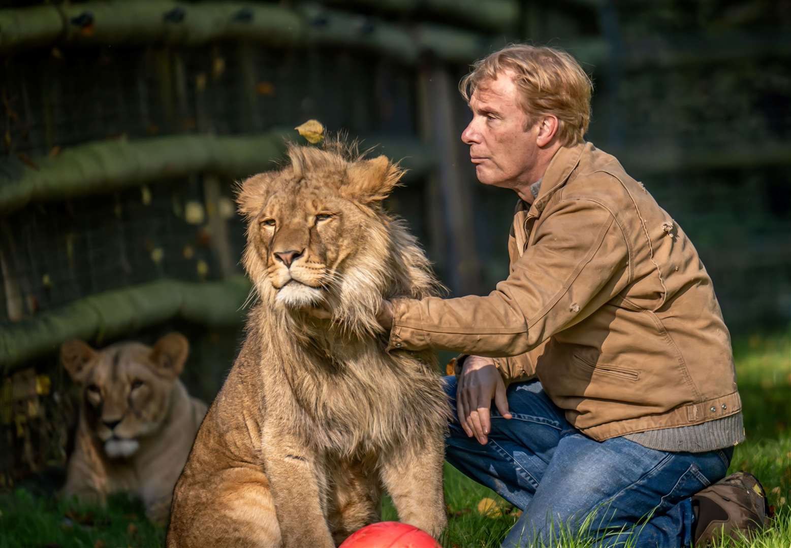 Damian Aspinall saying goodbye to lions Zemo and Zala at Howletts, near Canterbury. Picture: Daz TakesPhotos