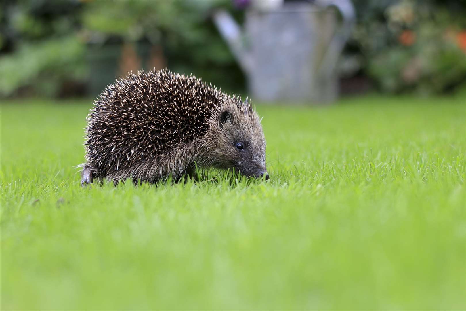The RSPCA received more than 6,000 calls about sick, injured and orphaned hedgehogs. Photo: Tom Marshal