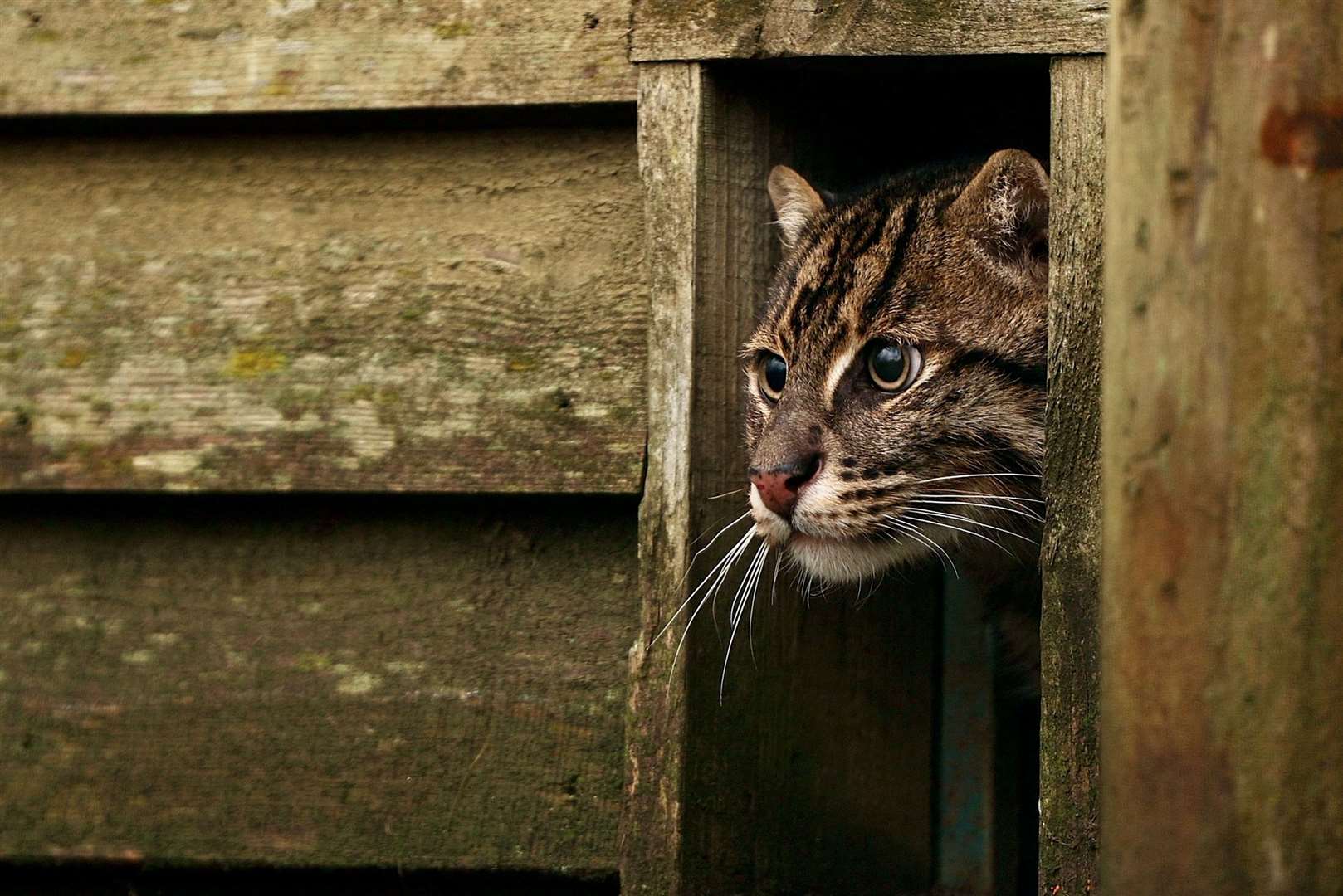 Boson the fishing cat has joined The Big Cat Sanctuary. Picture: The Big Cat Sanctuary