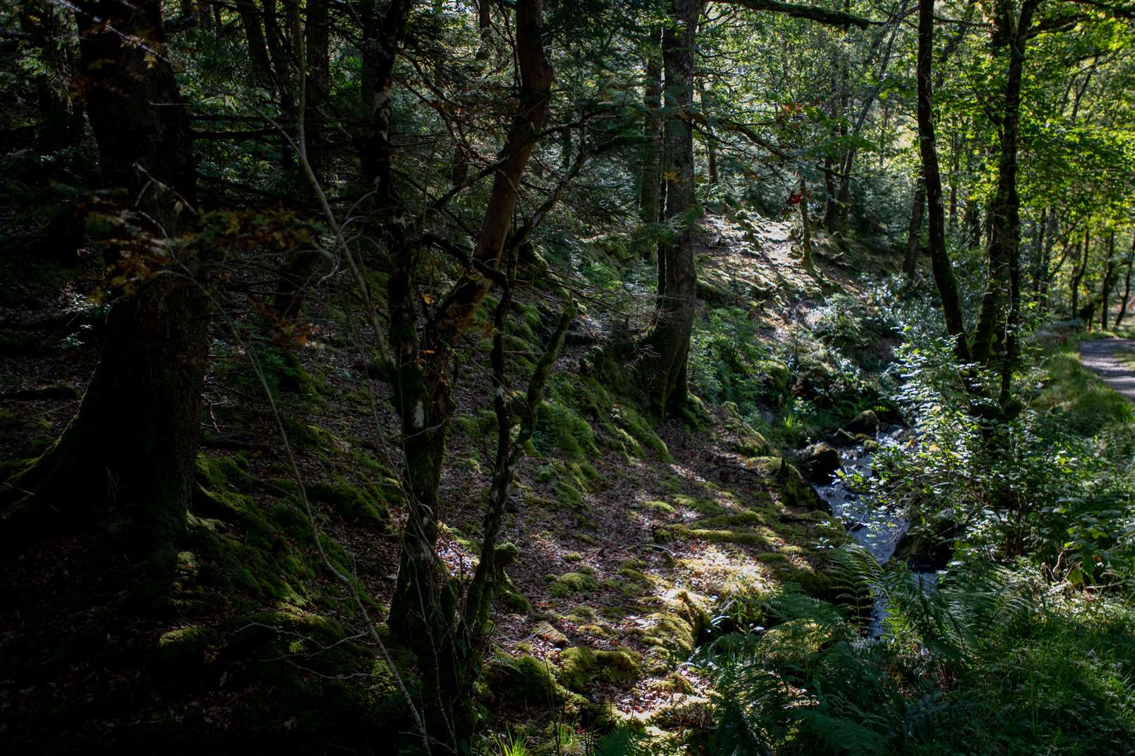 Temperate rainforest on the Morvern peninsula in Scotland is under threat from climate change and invasive species (HEIF/European Nature Trust/Gethin Chamberlain/PA)