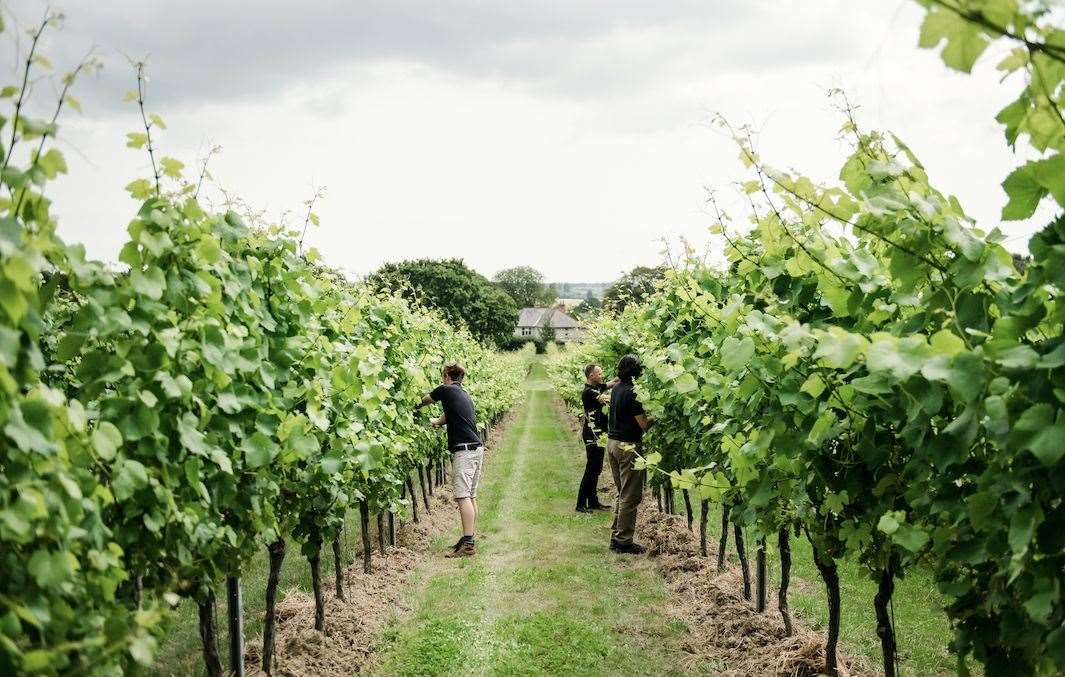 Last year saw a bumper harvest which will swell bottles on the shelves over the coming years