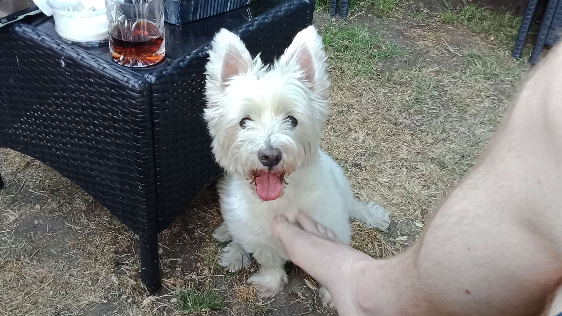 Benji loves chicken