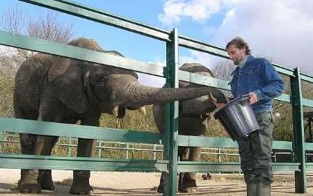 MEAL TIME: Head keeper Dave Magner gives Osh and mum Shara a snack before the young bull leaves for Los Angeles. Picture: GERRY WARREN