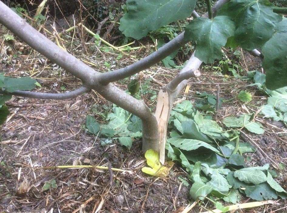 A young fig tree planted this year was split open. Picture: Ashley Clark