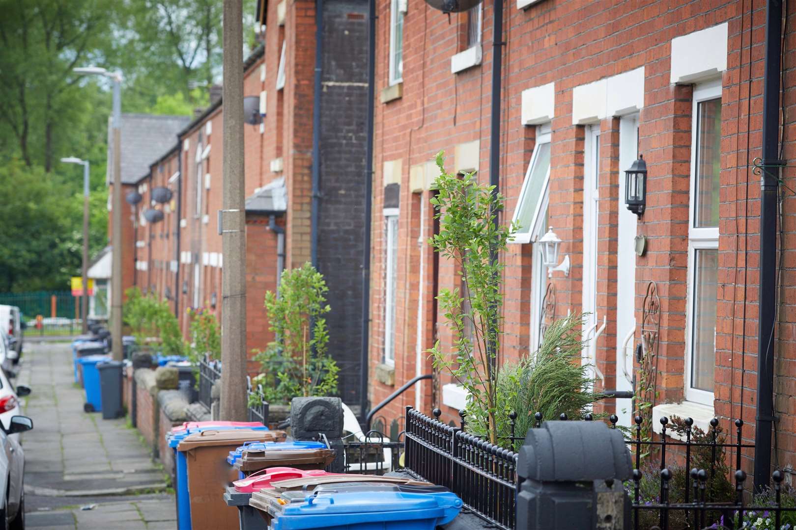 Rows of newly planted snowy mespilus in front gardens (Anna Da Silva/RHS images/PA)