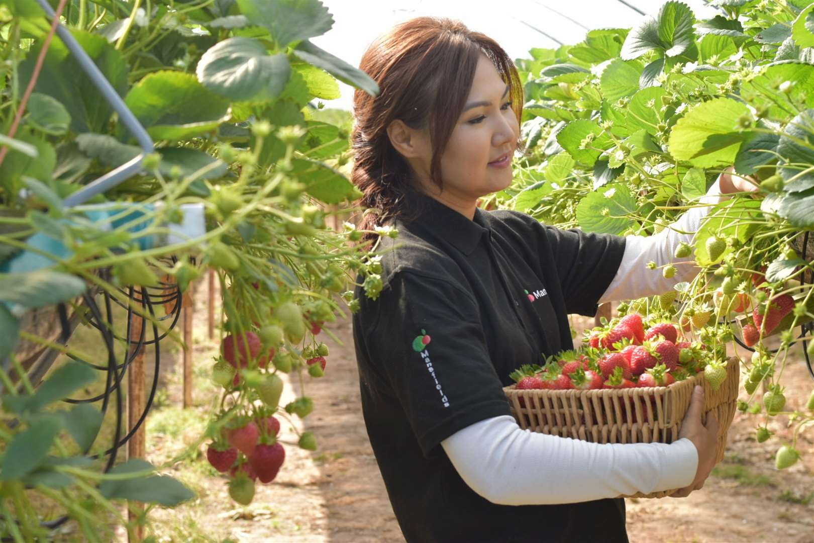 Asel Amankulova picking strawberries for Tesco at Mansfield Farms, near Canterbury