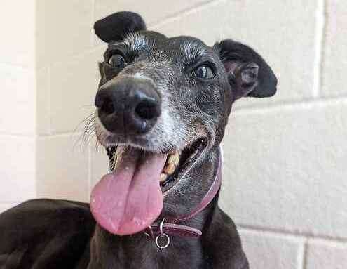 Lexi the greyhound. Picture: Last Chance Animal Rescue