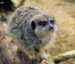 Meerkats at Wingham Wildlife Park