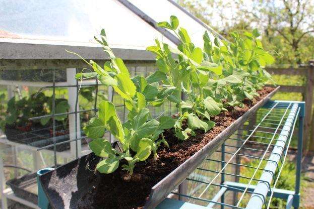 Peas ready to plant out