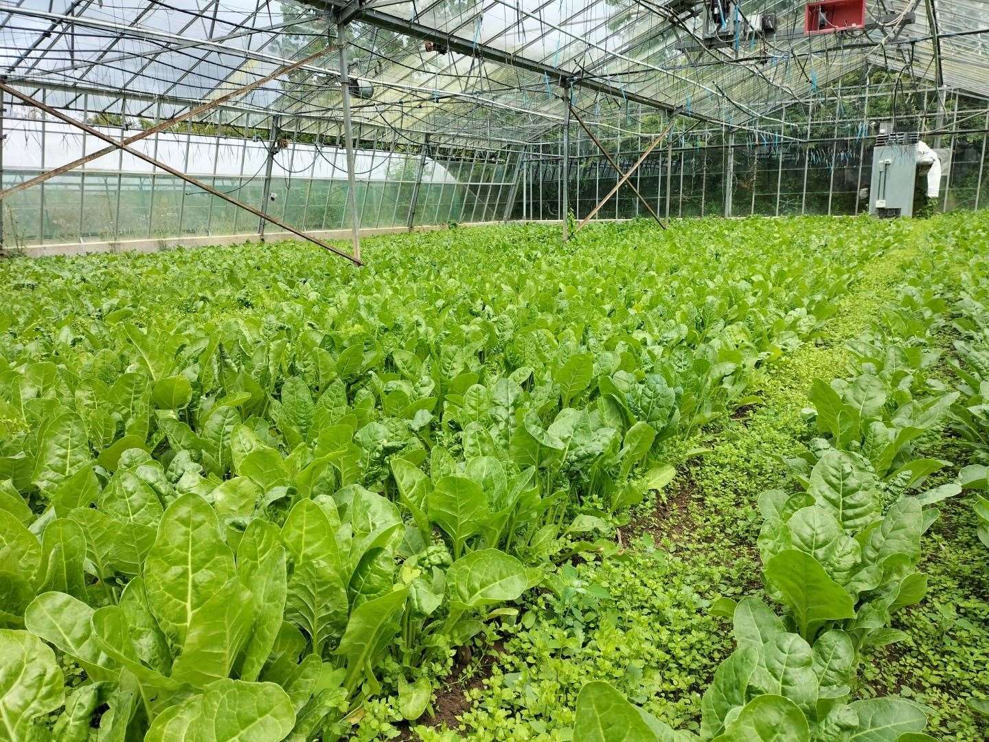 A fine crop of spinach at the Walmestone Nursery