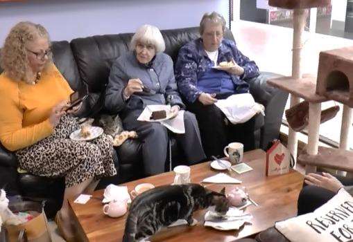 Pensioners meet feline friends at Paws Cat  Cafe  in Tonbridge 