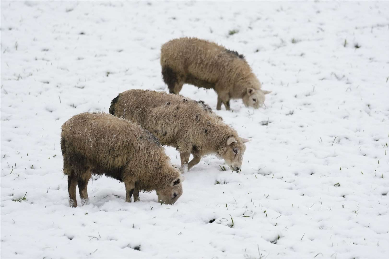 Sheep graze in a snow-covered field on a farm in Clayton West, West Yorkshire (Danny Lawson/PA)