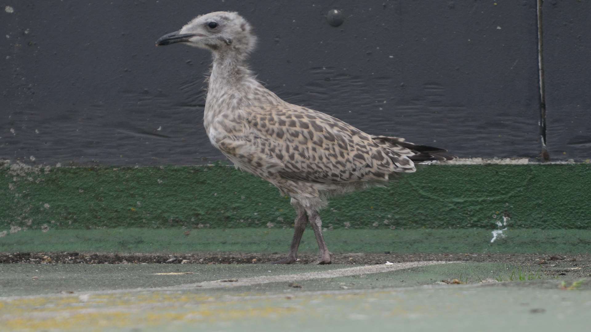 The gull that was hatched from a nest on the top of the Edinburgh Road car park