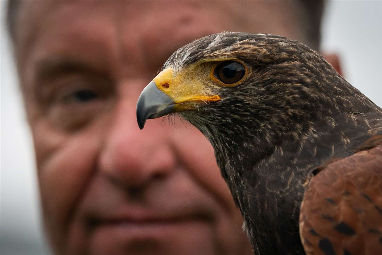 Hawk trainer Wayne Davis has been working at Wimbledon for 22 years (Aaron Chown/PA)