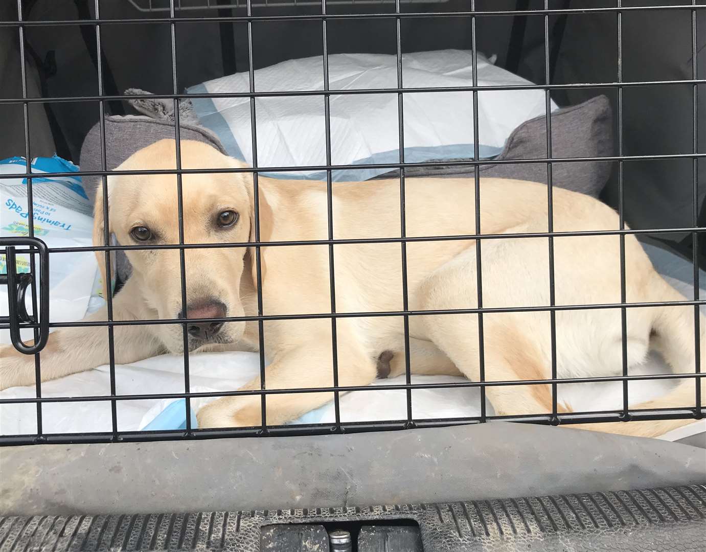 Chester fell ill after contracting Leptospirosis. Photo: Labrador Rescue Kent