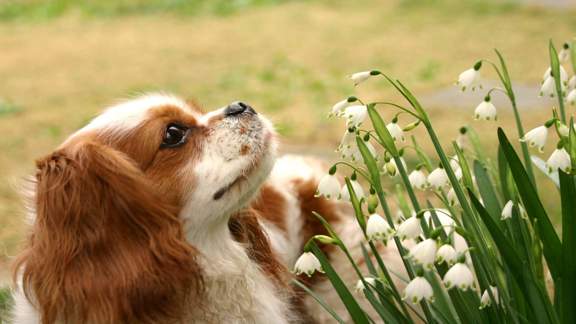 Take a walk and see the snowdrops this month