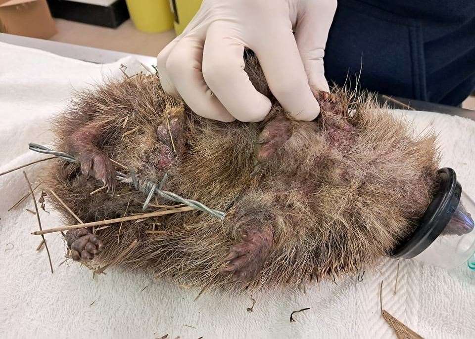 Small animals like hedgehogs can get stuck in barbed wire