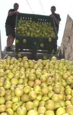 Bulk bins of apples head for the crusher