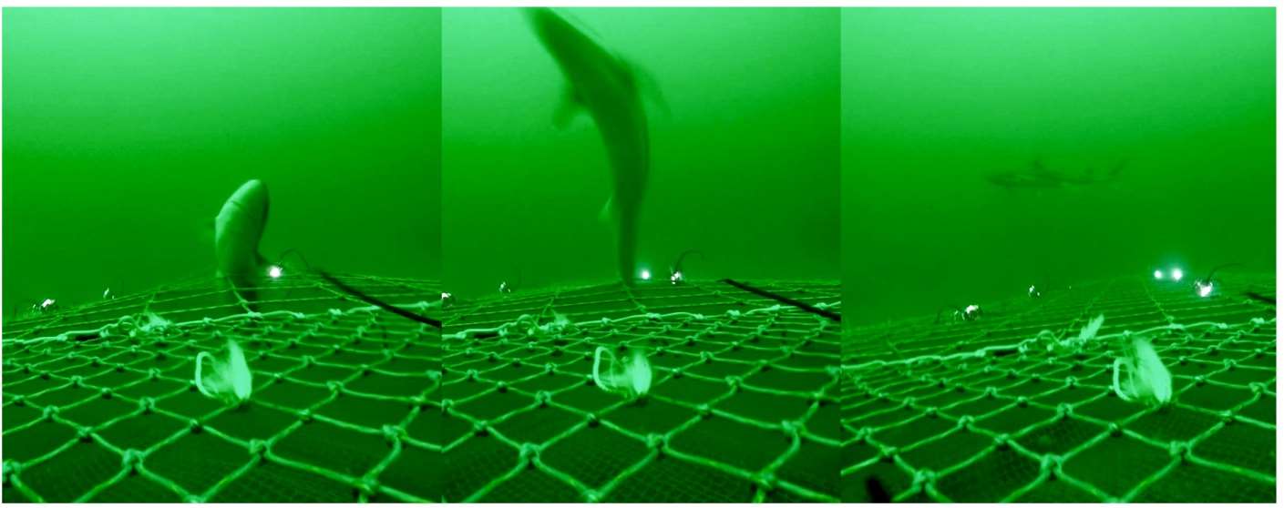 Spurdog sharks escaping from the illuminated square mesh panel (Lucy Southworth/PA)